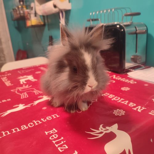 Lapin nain tête de lion (m) #2