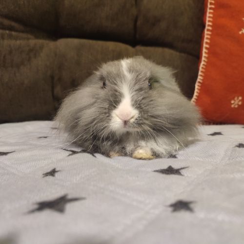 Lapin nain tête de lion (m) #3