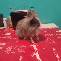 Lapin nain tête de lion (m) #1