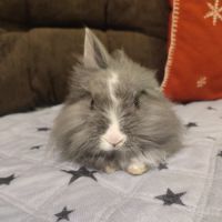 Lapin nain tête de lion (m) #4
