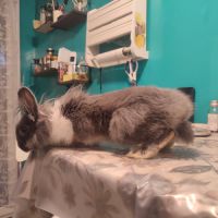 Lapin nain tête de lion (m) #5