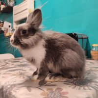 Lapin nain tête de lion (m) #6