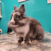 Lapin nain tête de lion (m)