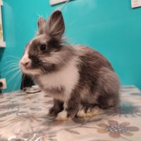 Lapin nain tête de lion (m) #8