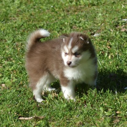 Pomsky toy et mini #1