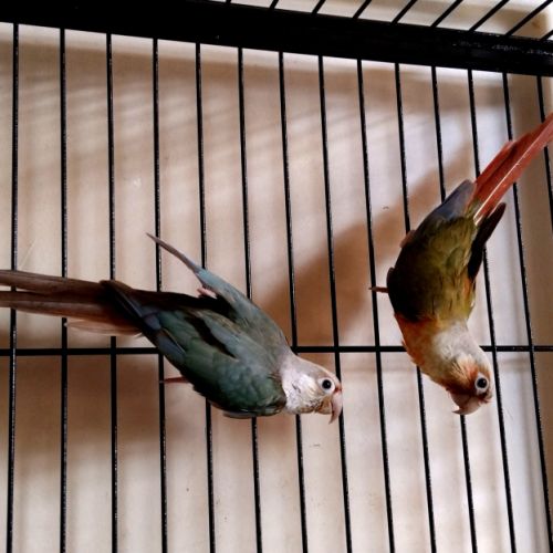 Perroquets conures de molina #0