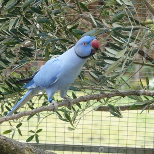 Perruche à collier #1