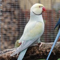 Perruche à collier #0