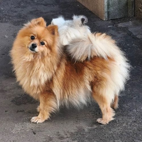 Chiot mâle spitz à réserver #1