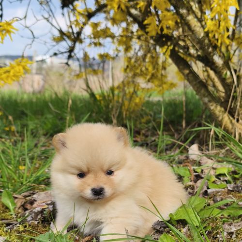 Chiot mâle spitz à réserver #5