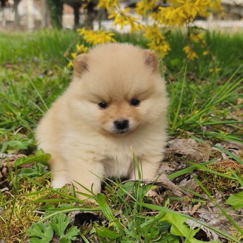 Chiot mâle spitz à réserver #6