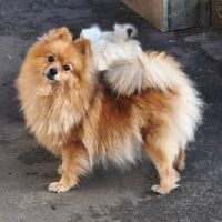 Chiot mâle spitz à réserver #1