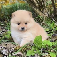 Chiot mâle spitz à réserver #3