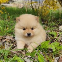 Chiot mâle spitz à réserver #4