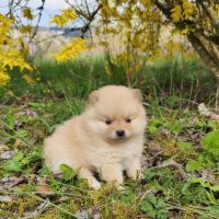 Chiot mâle spitz à réserver #7