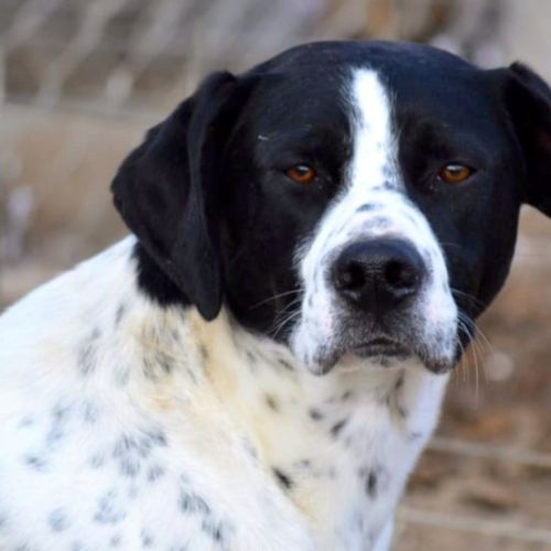 Daby, magnifique pointer de 2 ans à adopter #1