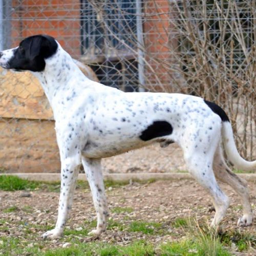 Daby, magnifique pointer de 2 ans à adopter #4