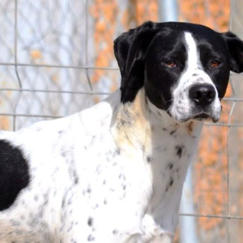 Daby, magnifique pointer de 2 ans à adopter #5