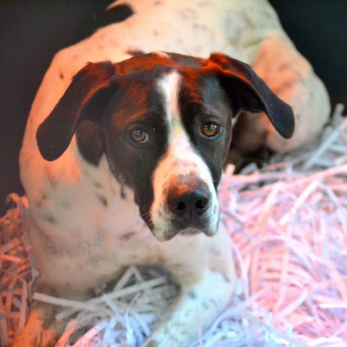 Daby, magnifique pointer de 2 ans à adopter #0