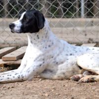 Daby, magnifique pointer de 2 ans à adopter #2