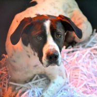 Daby, magnifique pointer de 2 ans à adopter