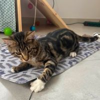 Loki, adorable chaton de 5 mois #3