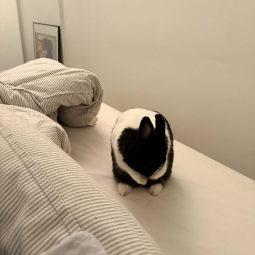 Aja-lapin dutch à adopter–1 an+accessoires offerts #1