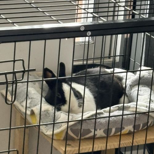 Aja-lapin dutch à adopter–1 an+accessoires offerts #5