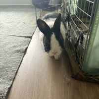 Aja-lapin dutch à adopter–1 an+accessoires offerts #3