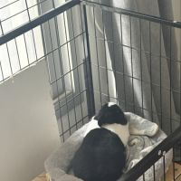 Aja-lapin dutch à adopter–1 an+accessoires offerts #4