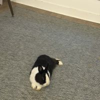 Aja-lapin dutch à adopter–1 an+accessoires offerts #6