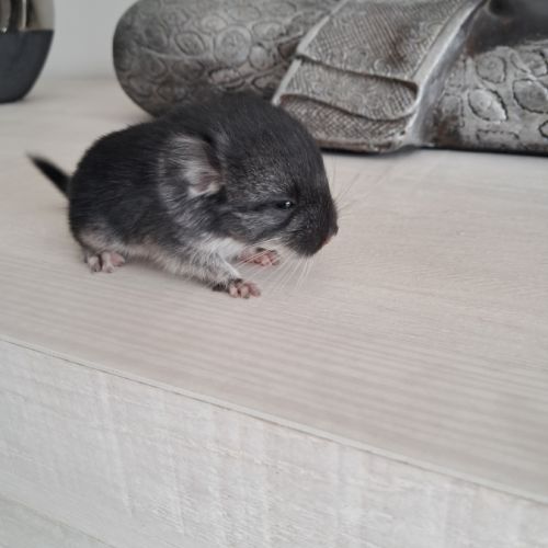 Chinchilla #3