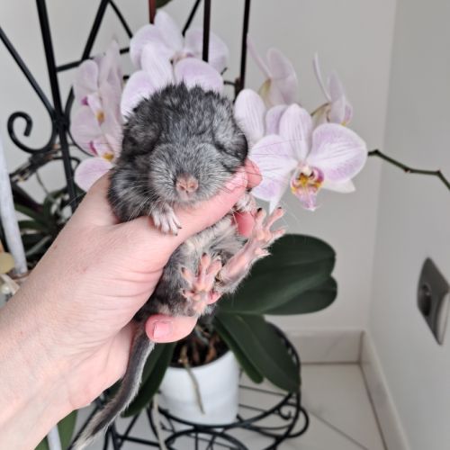 Chinchilla #2