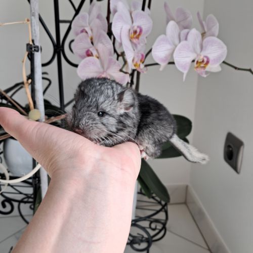 Chinchilla #0