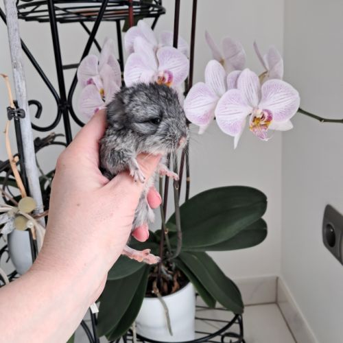 Chinchilla #4