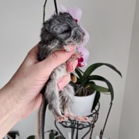 Chinchilla #1