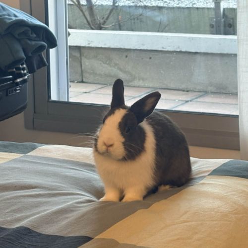 Momo-lapin dutch–1 an+accessoires offerts #0