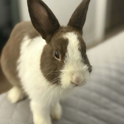 Momo-lapin dutch–1 an+accessoires offerts #2