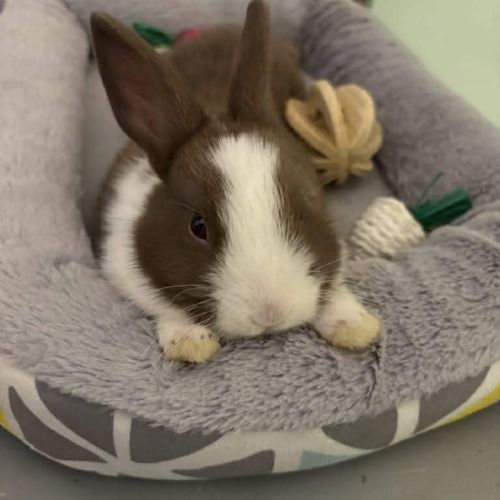 Momo-lapin dutch–1 an+accessoires offerts #3