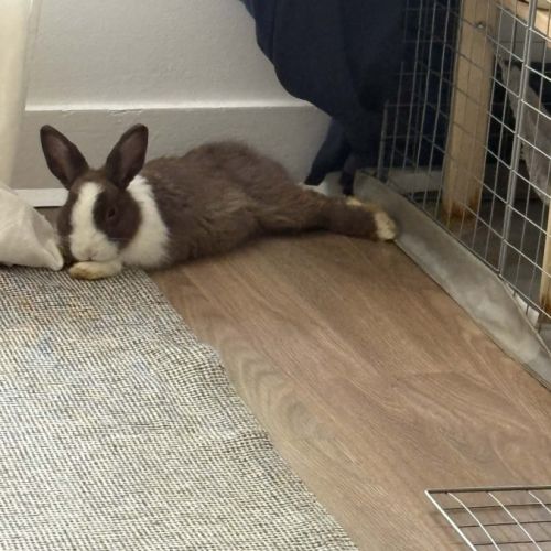 Momo-lapin dutch–1 an+accessoires offerts #4