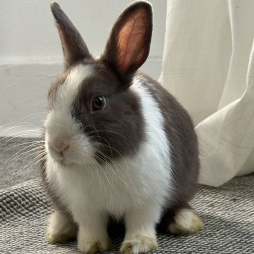 Momo-lapin dutch–1 an+accessoires offerts #5