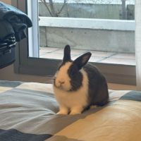 Momo-lapin dutch–1 an+accessoires offerts