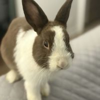 Momo-lapin dutch–1 an+accessoires offerts #2