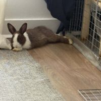 Momo-lapin dutch–1 an+accessoires offerts #4