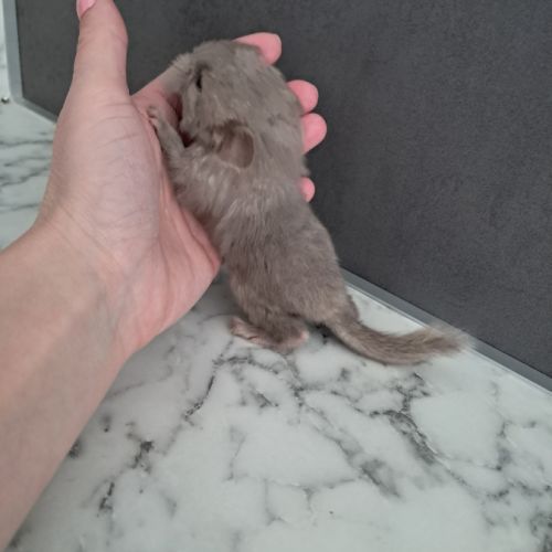 Chinchilla #0