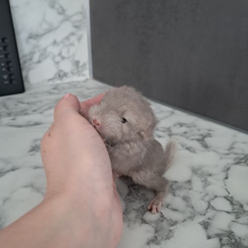 Chinchilla #4