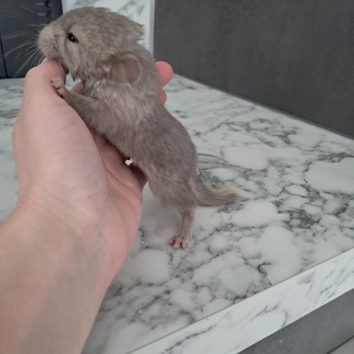 Chinchilla #5