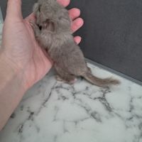 Chinchilla #1
