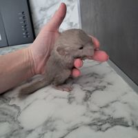 Chinchilla #3