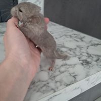 Chinchilla #5